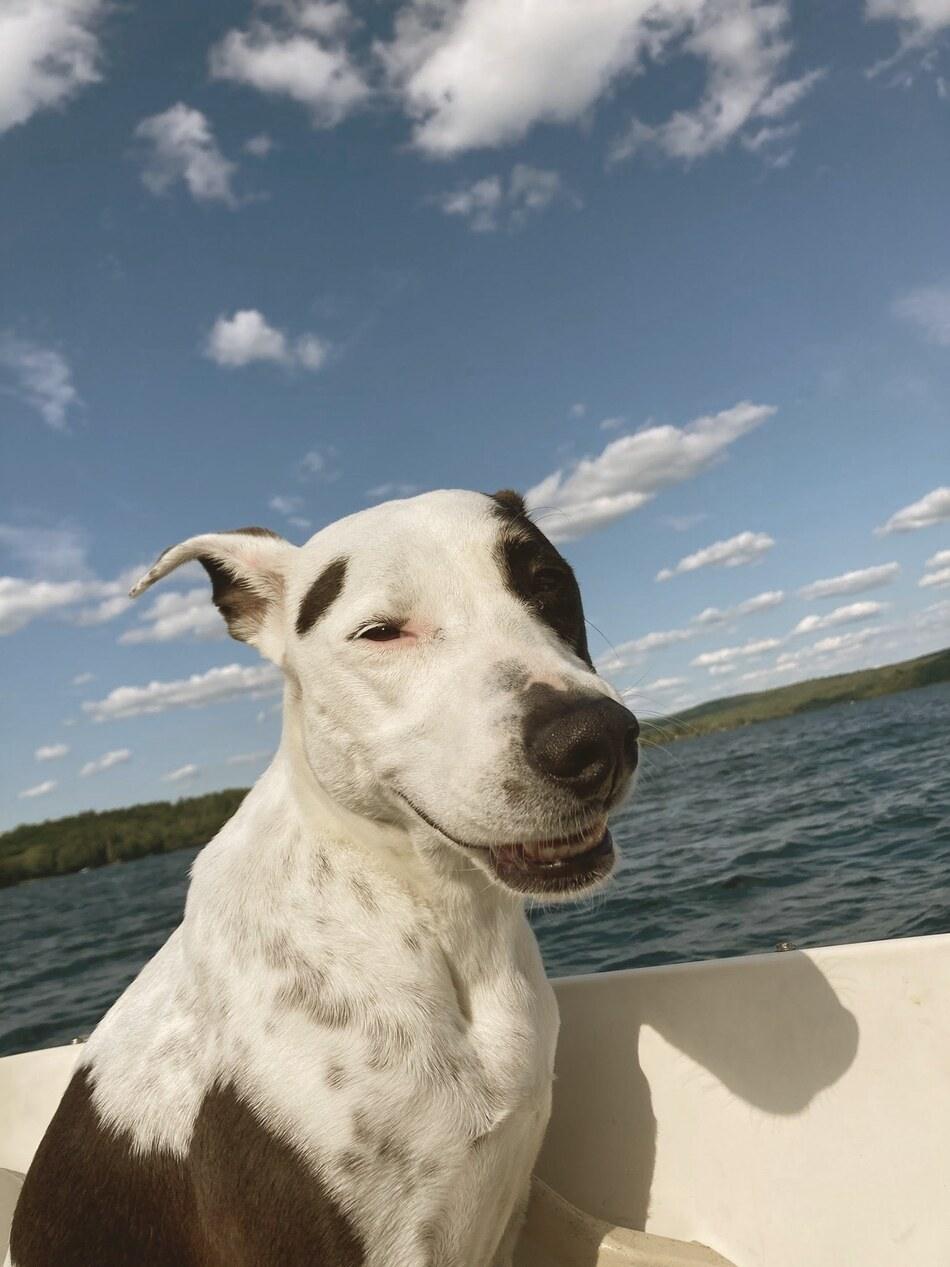 Miss Moo, Camilla's rescue dog, healthy and happy out on the lake